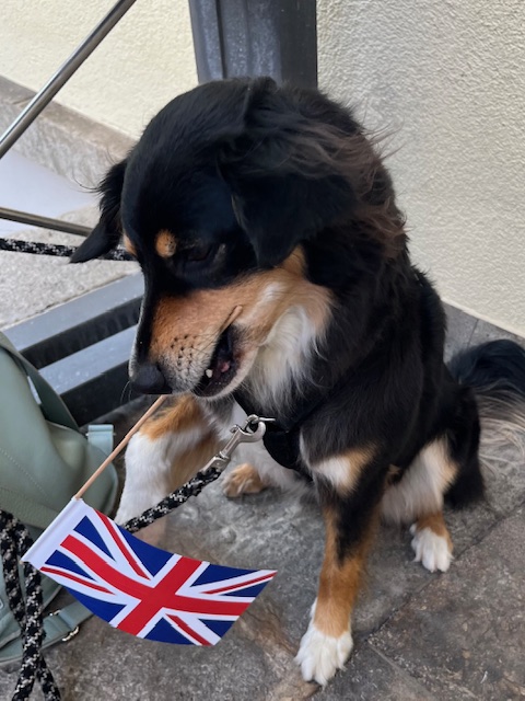 Naila - Der Hund von Elisa Jakob